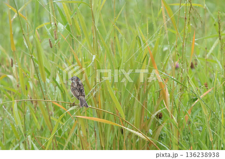 ホオアカ 頬赤 Emberiza fucata 北海道野鳥 ホオアカ 頬赤 Emberiza fucata 北海道野鳥 136238938