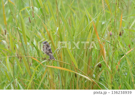 ホオアカ 頬赤 Emberiza fucata 北海道野鳥 ホオアカ 頬赤 Emberiza fucata 北海道野鳥 136238939