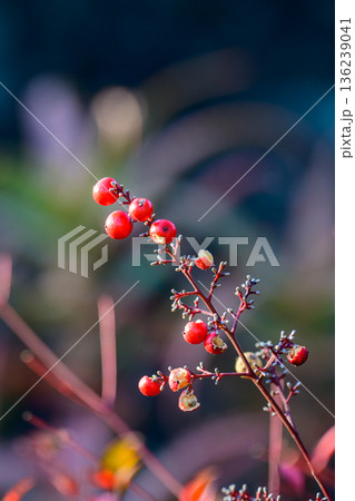 光にほどけるナンテンの実 Nandina Berries in Soft Light 136239041