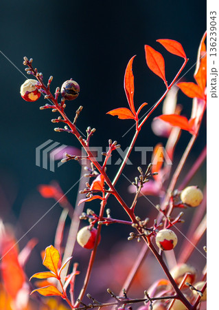 光にほどけるナンテンの実 Nandina Berries in Soft Light 136239043