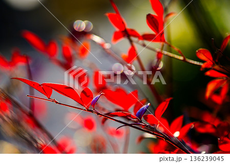 光にほどけるナンテンの実 Nandina Berries in Soft Light 光にほどけるナンテンの実 Nandina Berries in Soft Light 136239045