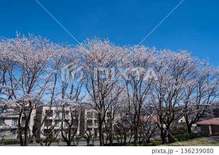 八王子のさくら 八王子のさくら 136239080
