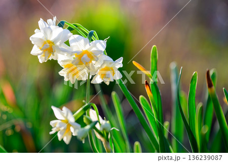 ひっそり咲くスイセンの気配 Quiet Daffodils in Green 136239087