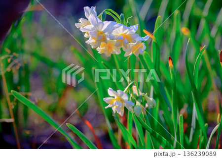 ひっそり咲くスイセンの気配 Quiet Daffodils in Green 136239089