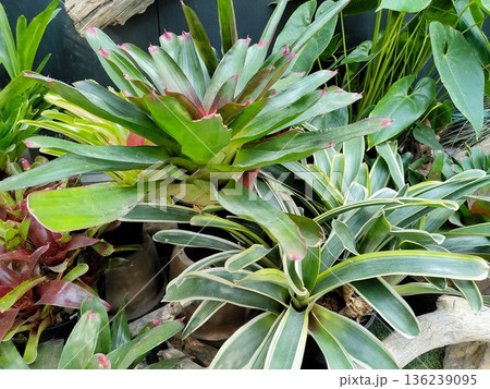 ネオレゲリア 136239095