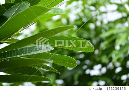 beautiful green leaf texture in springtime, water drop on frangipani leaves 136239126