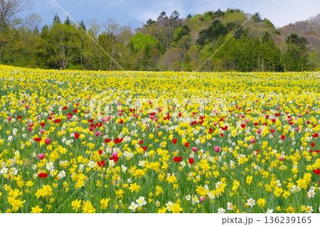 スイセンとチューリップの花畑 136239165