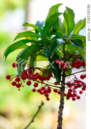 瑞々しく実る万両の赤 Manyo Berries in Fresh Light 136239186