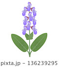 Sage branch with flowers and leaves on a white background. 136239295