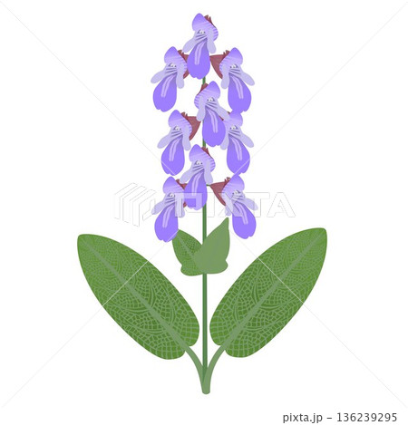 Sage branch with flowers and leaves on a white background. 136239295