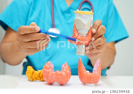 Hyperthyroidism, Overactive Thyroid, Thyroid Lymphoma, Asian doctor with thyroid gland human anatomy model in hospital. Hyperthyroidism, Overactive Thyroid, Thyroid Lymphoma, Asian doctor with thyroid gland human anatomy model in hospital. 136239438