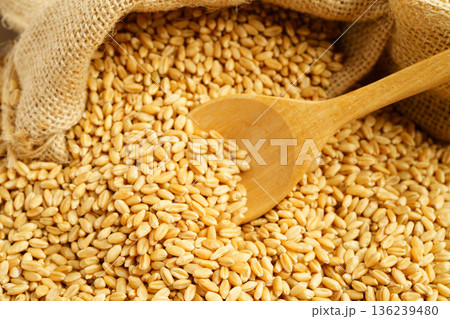 Wheat and grains ears agricultural, organic farm concept. Wheat and grains ears agricultural, organic farm concept. 136239480