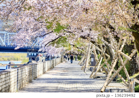 犬山市、木曽川遊歩道の満開の桜 136239492