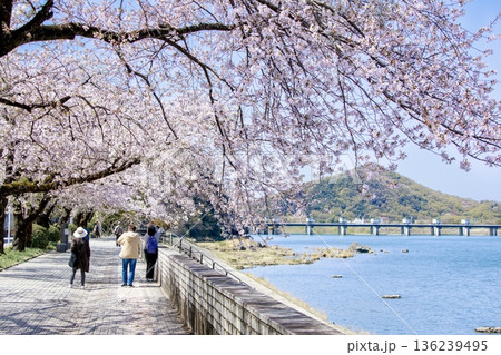 犬山市、木曽川遊歩道の満開の桜 犬山市、木曽川遊歩道の満開の桜 136239495