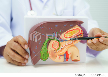 Liver with gallbladder, pancreas spleen and duodenum, Asian doctor holding human anatomy model for study diagnosis and treatment in hospital. Liver with gallbladder, pancreas spleen and duodenum, Asian doctor holding human anatomy model for study diagnosis and treatment in hospital. 136239500