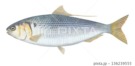 コノシロのイラスト 136239555