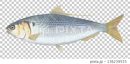 コノシロのイラスト 136239555