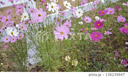 Cosmos flower in the garden Cosmos flower in the garden 136239847