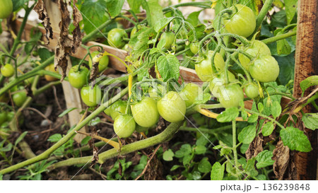 Green tomatoes on vines in the garden bed. 136239848