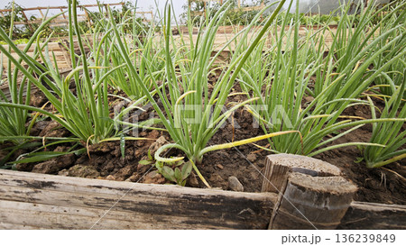 Spring onion growing in the garden bed Spring onion growing in the garden bed 136239849
