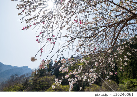 両神山登山、埼玉県 両神山登山、埼玉県 136240061