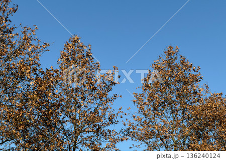 Overhead view of two deciduous trees showcasing dry brown autumn leaves against a vibrant clear blue sky, symbolizing the peaceful transition of seasons in nature 136240124
