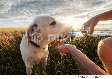 Man giving water to labrador retriever dog during sunset Man giving water to labrador retriever dog during sunset 136240307