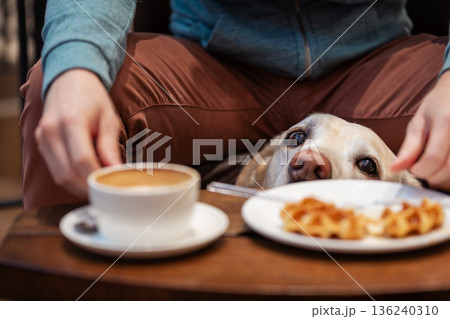 Man sitting with dog in cafe watching waffle on table Man sitting with dog in cafe watching waffle on table 136240310