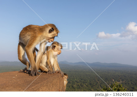 Monkey sitting on Sigiriya Rock in Sri Lanka Monkey sitting on Sigiriya Rock in Sri Lanka 136240311