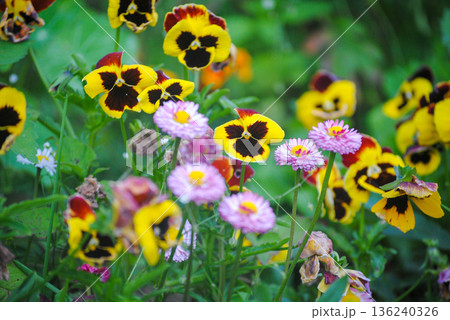 Close-up of yellow pansies and pink daisies in a lush garden setting, vibrant petals and green foliage in soft sunlight. 136240326