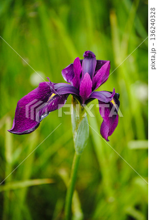 The photograph features a close-up of a vibrant purple wild iris flower against a lush green meadow on the Kuril Islands. The photograph features a close-up of a vibrant purple wild iris flower against a lush green meadow on the Kuril Islands. 136240328