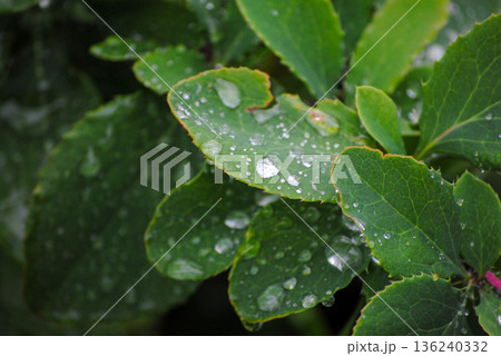 The photograph features vibrant green barberry leaves in close-up, adorned with glistening raindrops on a cloudy summer day. 136240332