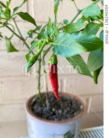A close-up of a potted hot pepper plant showcasing ripe red fruits and vibrant green leaves, set against a beige brick wall in a summer caf . A close-up of a potted hot pepper plant showcasing ripe red fruits and vibrant green leaves, set against a beige brick wall in a summer caf . 136240384