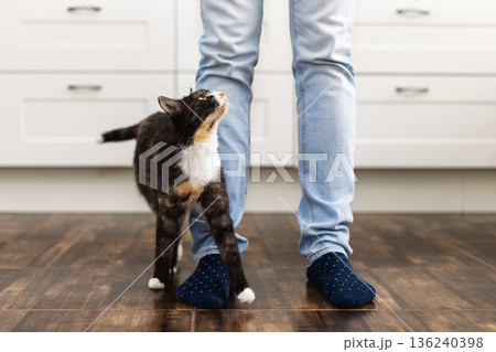Tabby cat standing in kitchen looking up at owner Tabby cat standing in kitchen looking up at owner 136240398