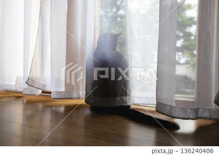 Curious black cat hiding behind curtain and peeking out of  window 136240406