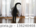 Curious black cat hiding behind curtain and peeking out of  window 136240408