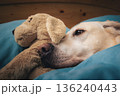Dog lying in bed and hugging his toy 136240443