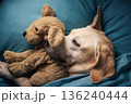 Dog lying in bed and hugging his toy 136240444