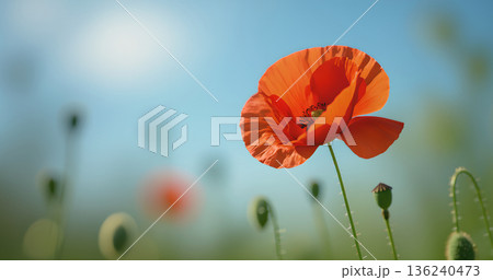 オレンジ色のポピーの花 背景 ぼかし 余白あり 136240473