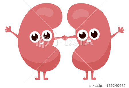 Kidneys happy together. Funny human organs friends 136240483