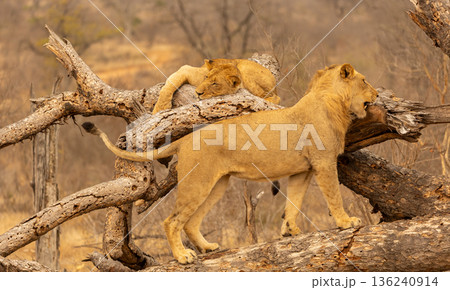 Lions Standing on a Fallen Tree in Kruger National Park, South Africa 136240914