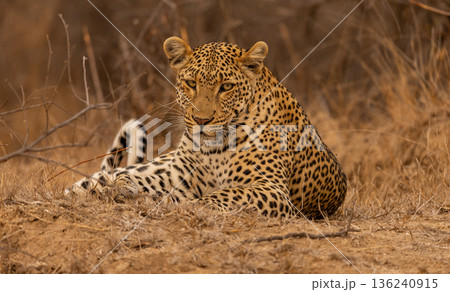 Close Up Portrait of a Male Leopard Lying Down looking at the Camera in South Africa Close Up Portrait of a Male Leopard Lying Down looking at the Camera in South Africa 136240915