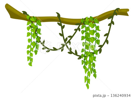 Rainforest branch with green liana. Cartoon jungle botany 136240934
