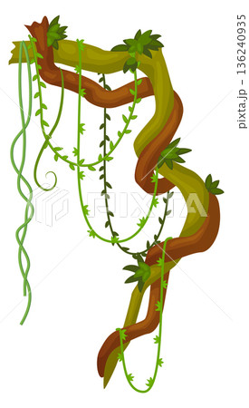 Creeper branch on twisted jungle tree. Decorative corner Creeper branch on twisted jungle tree. Decorative corner 136240935
