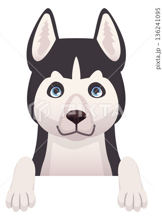 Peeking husky. Cartoon dog character. Animal icon Peeking husky. Cartoon dog character. Animal icon 136241095