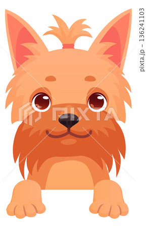 Yorkshire terrier peeking. Cute dog front portrait Yorkshire terrier peeking. Cute dog front portrait 136241103