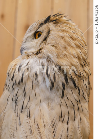 ミミズクの横顔 羽毛の質感が美しいフクロウのポートレート ミミズクの横顔 羽毛の質感が美しいフクロウのポートレート 136241256