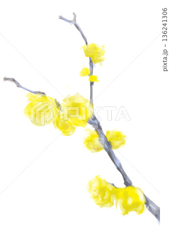 1月に咲く蝋梅の花 136241306