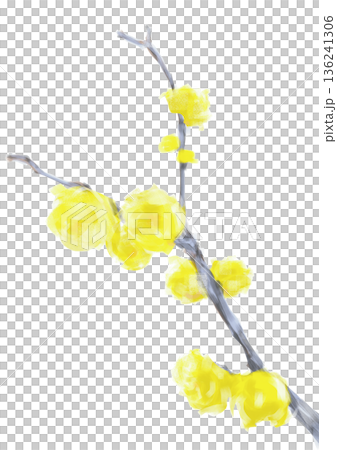 1月に咲く蝋梅の花 136241306
