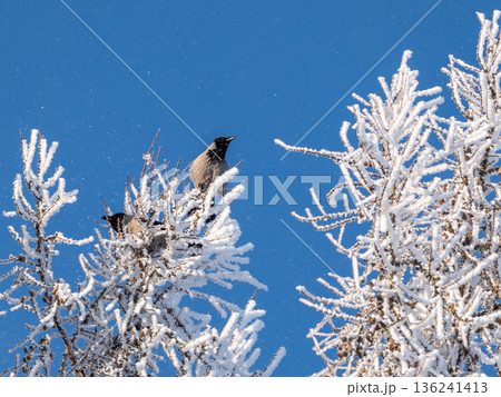 Two birds are perched on a tree branch covered in snow 136241413